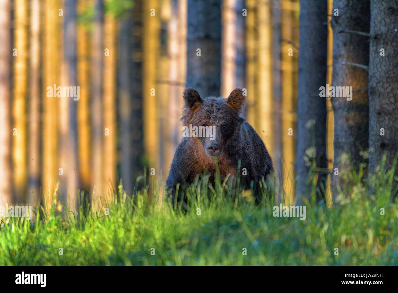 Braunbär (Ursus arctos), laufen durch das Gras in der hohen Fichtenwald, Abendlicht, Malá Fatra, Kleine Fatra, Slowakei Stockfoto