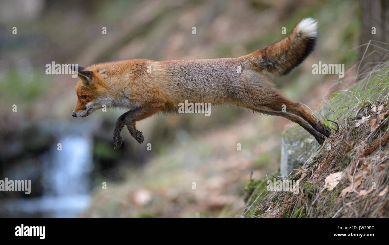 Red Fox (Vulpes vulpes), im Springen, Böhmerwald, Tschechien Stockfoto