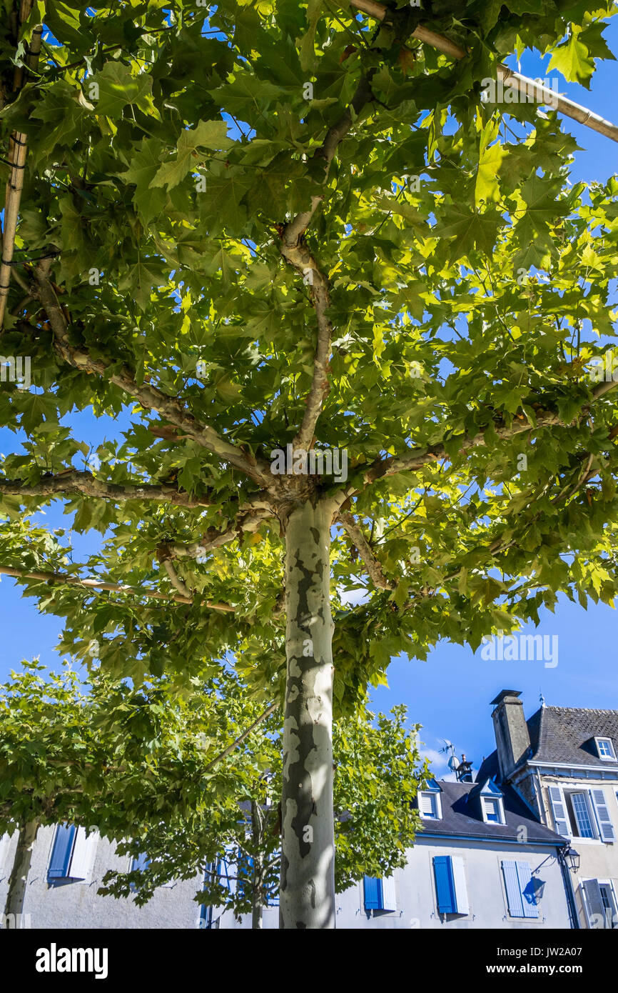 Platanen (Platanus) ausgebildet werden für den overhead Tierheim, Monein, Pyrénées-Atlantiques, Frankreich. Stockfoto