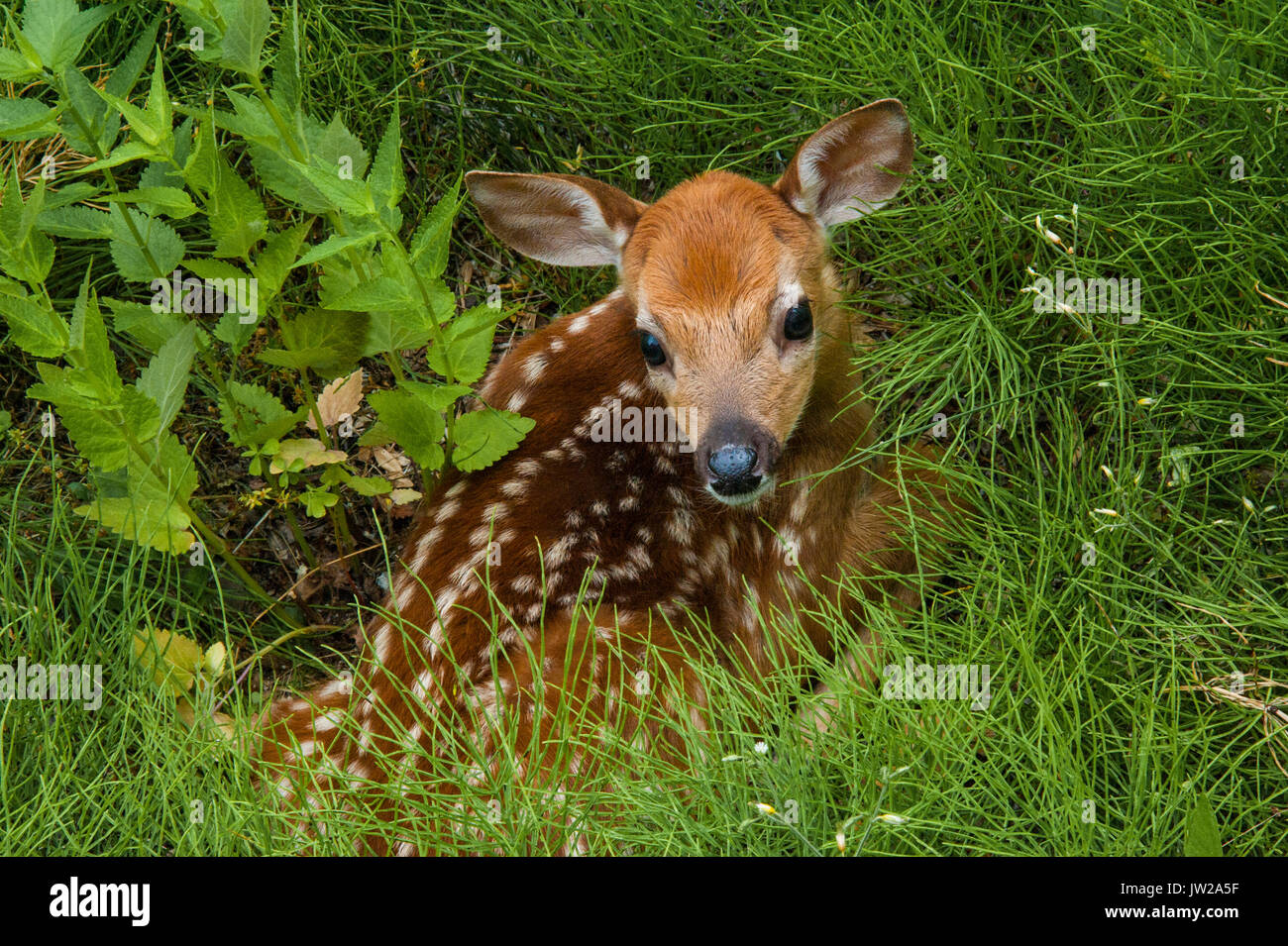 Baby Deer Stockfoto