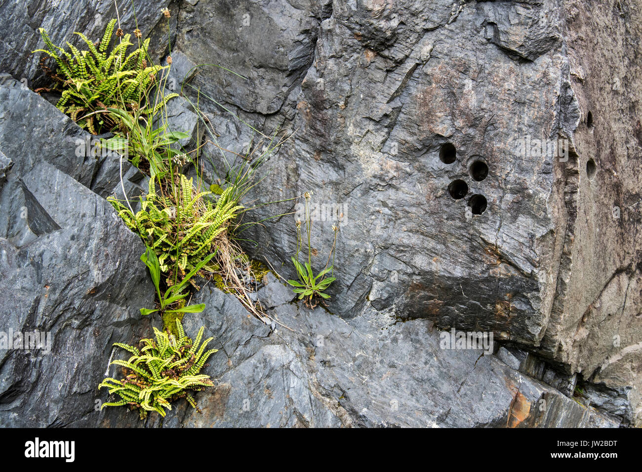 Bohren Sie die Löcher in der Felswand zum Einfügen Explosivstoffe am Ballachulish Schiefergrube in Lochaber, Highland, Schottland, UK Stockfoto
