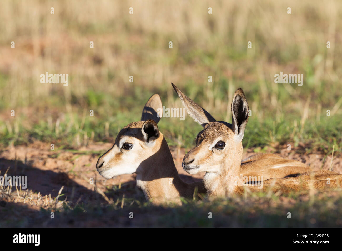 Springböcke (Antidorcas marsupialis), zwei junge Lämmer im Fuchsbau ruht, Kalahari Wüste, Kgalagadi Transfrontier Park Stockfoto