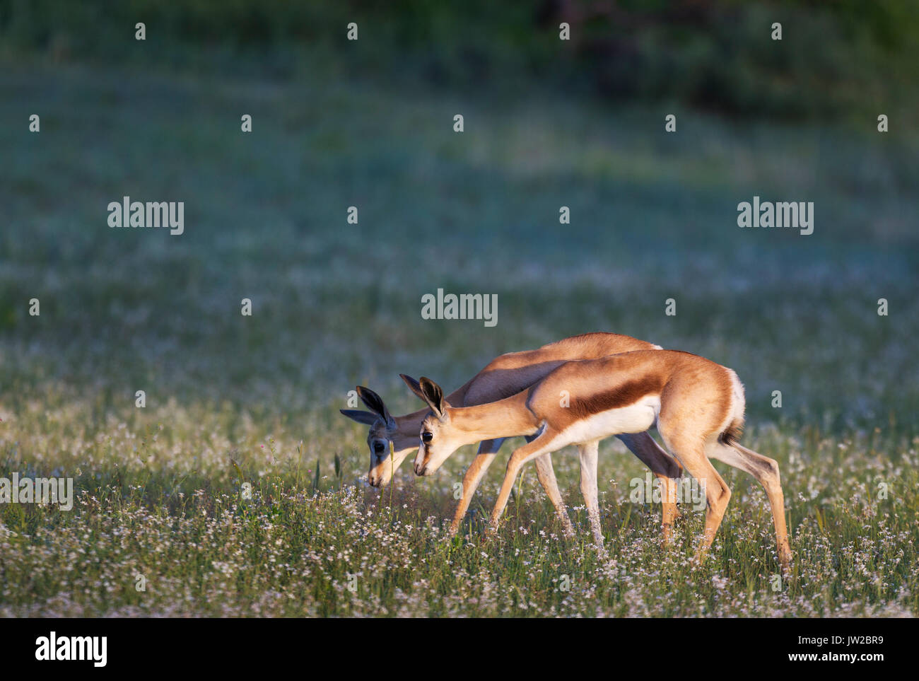 Springböcke (Antidorcas marsupialis), zwei junge Lämmer in blühende Wiese, Kalahari Wüste, Regenzeit Stockfoto