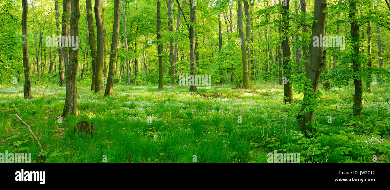 Naturnaher Laubmischwald, früh blühende Pflanzen, die den Boden, in der Nähe von Freyburg, Sachsen-Anhalt, Deutschland Stockfoto