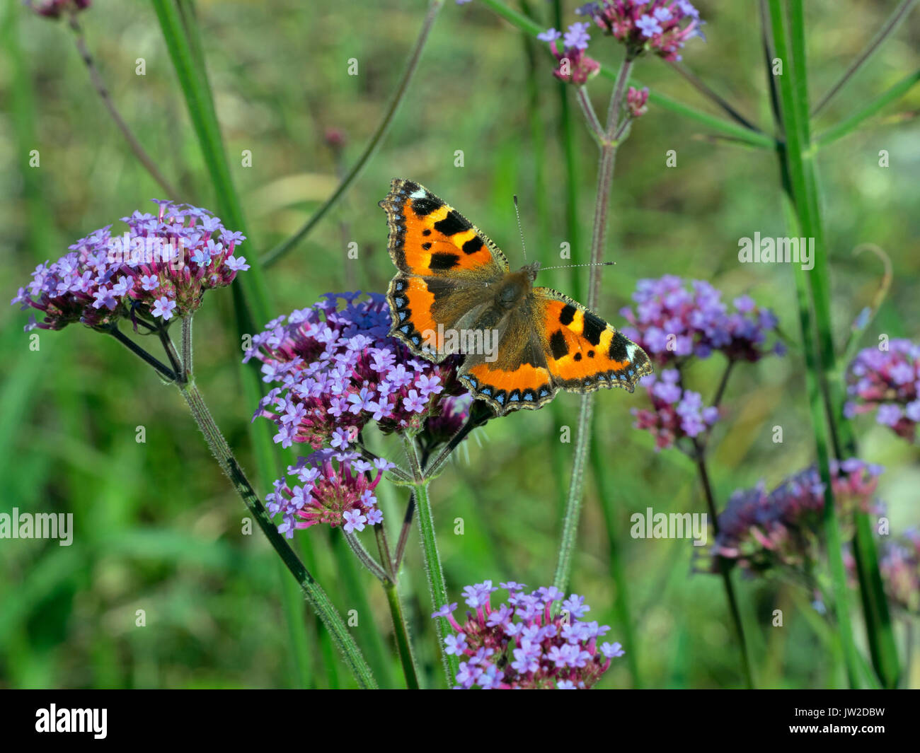 Kleiner Fuchs Schmetterling Fütterung auf eisenkraut Stockfoto