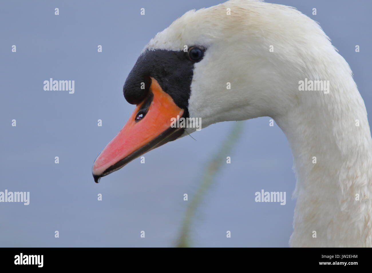 Höckerschwan Cygnus olor Kopf geschossen bei der RSPB Saltholme Teesside, Großbritannien Stockfoto