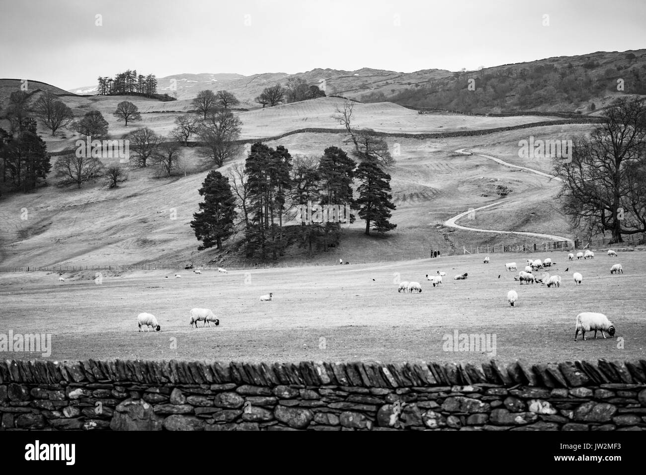 Schafe grasen die Hügel im Langdale Valley, Lake District, England, Großbritannien Stockfoto