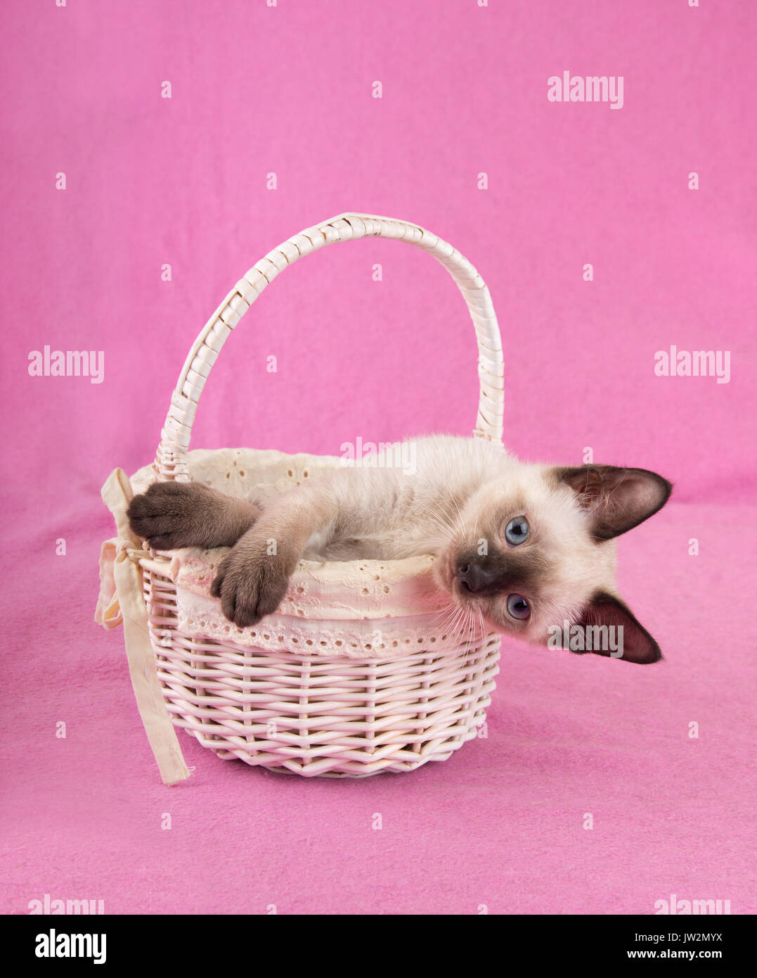Adorable Siam Kitten in ein aus weißem Korb, seitlich mit Blick auf den Betrachter, mit einem rosa Hintergrund Stockfoto