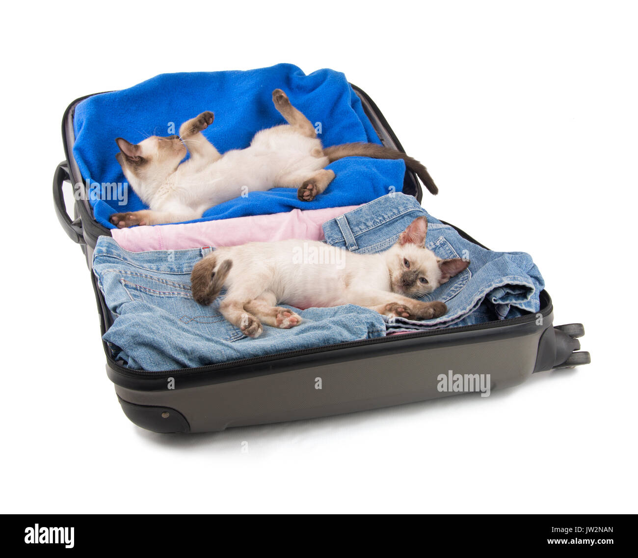 Zwei süße Siam kitten Lounging in einem gepackten Koffer, bereit, auf eine Reise zu gehen; auf weißem Hintergrund Stockfoto