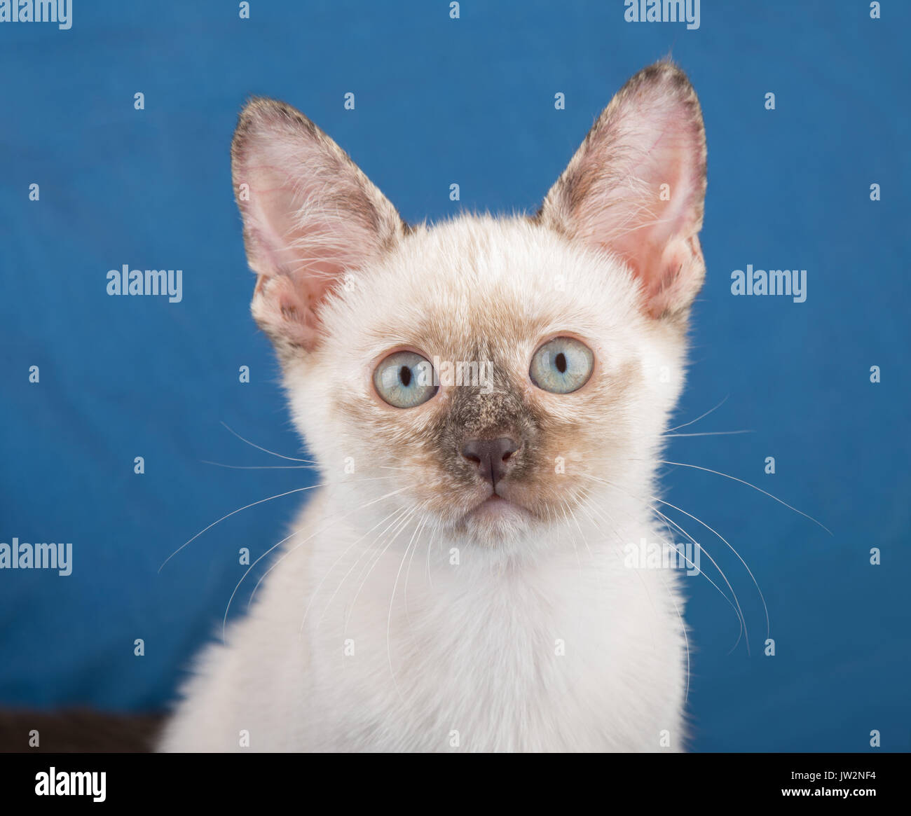 Nahaufnahme von einem schönen Tortie Point Siam kitten vor einem blauen Hintergrund Stockfoto