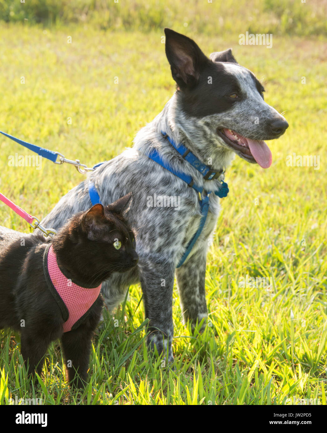 Schwarze Katze und eine gefleckte Hund an der Leine, aufmerksam auf der Suche nach rechts Stockfoto