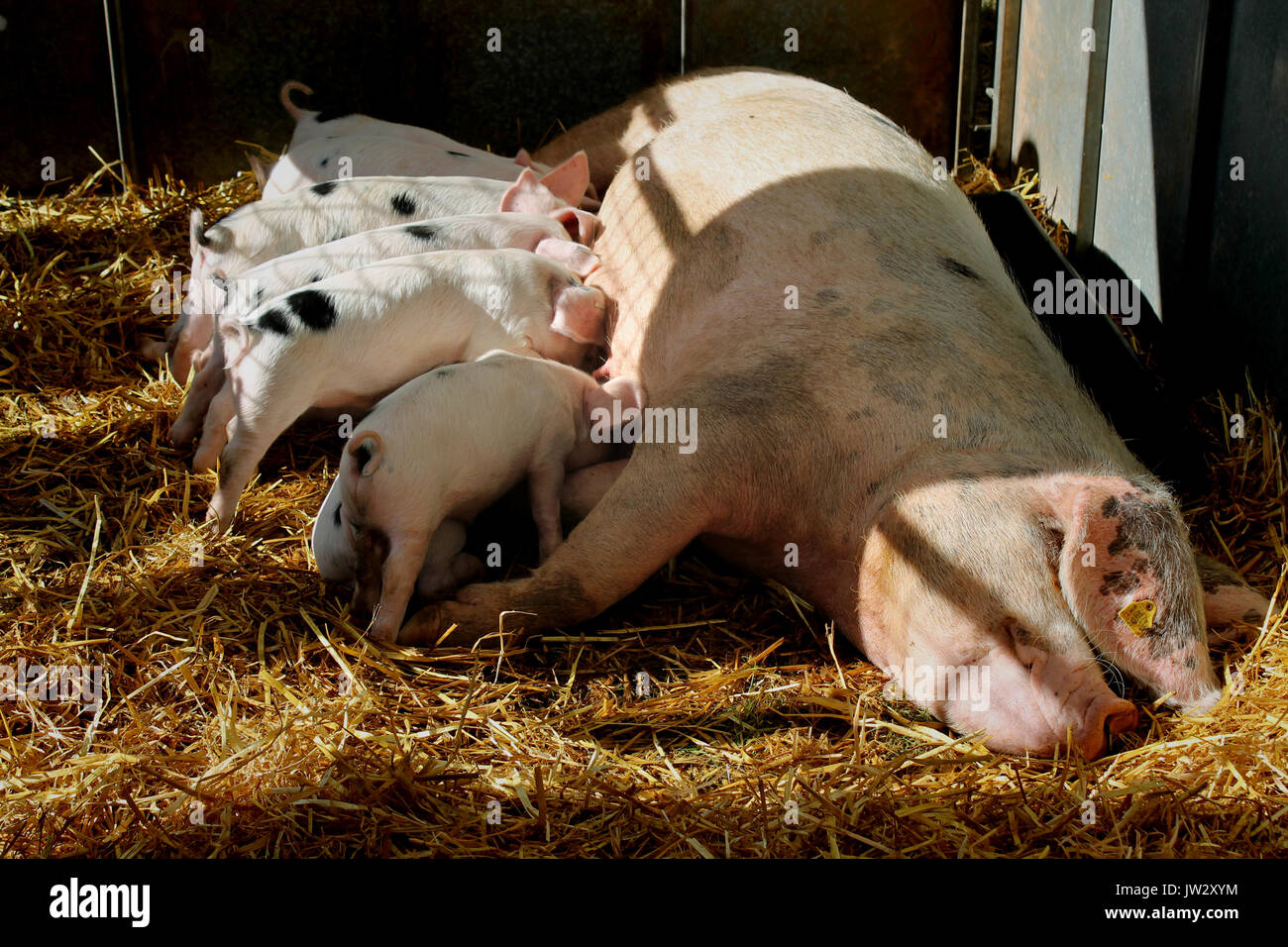 Schweine in einem Stall an einem sonnigen Nachmittag, 6. August 2016 Stockfoto