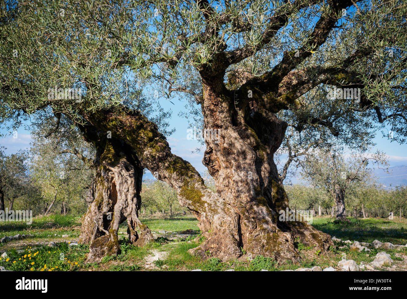 Jahrhundertealten Olivenbäumen in der Region Umbrien (Italien). Stockfoto