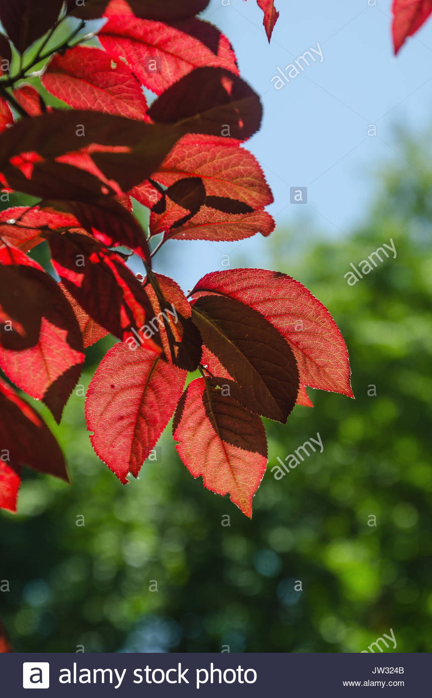 Rote Blatter In Einem Rot Leaved Pflaumenbaum Im Fruhjahr Saisonale Hintergrund Stockfotografie Alamy