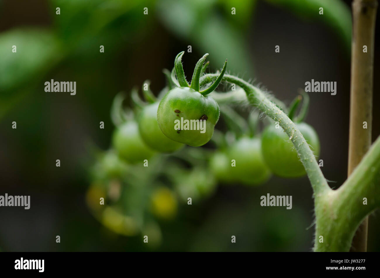 Unreife grüne Tomaten in städtischen Garten. Stockfoto