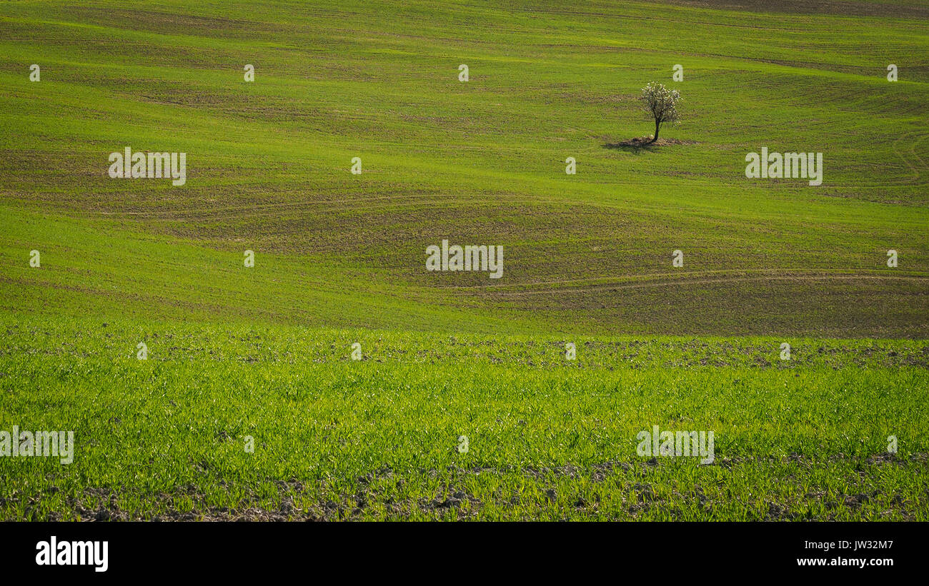 Einsamer Baum auf den toskanischen Hügeln in der Nähe der Renaissance Stadt Pienza in Italien. Stockfoto