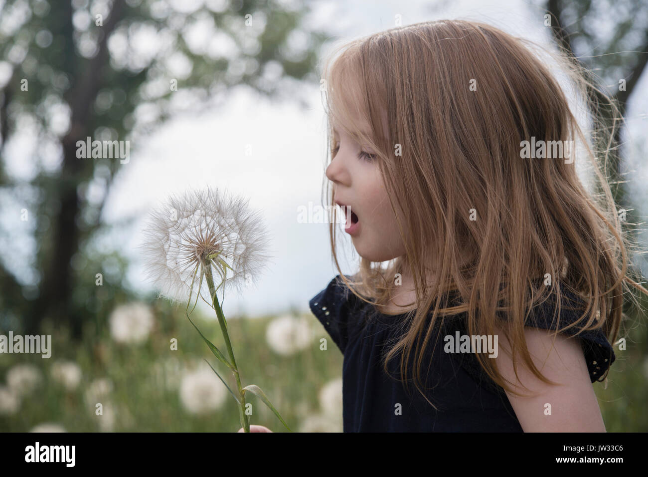Kleines Mädchen (4-5) bläst Löwenzahn Blume Stockfoto