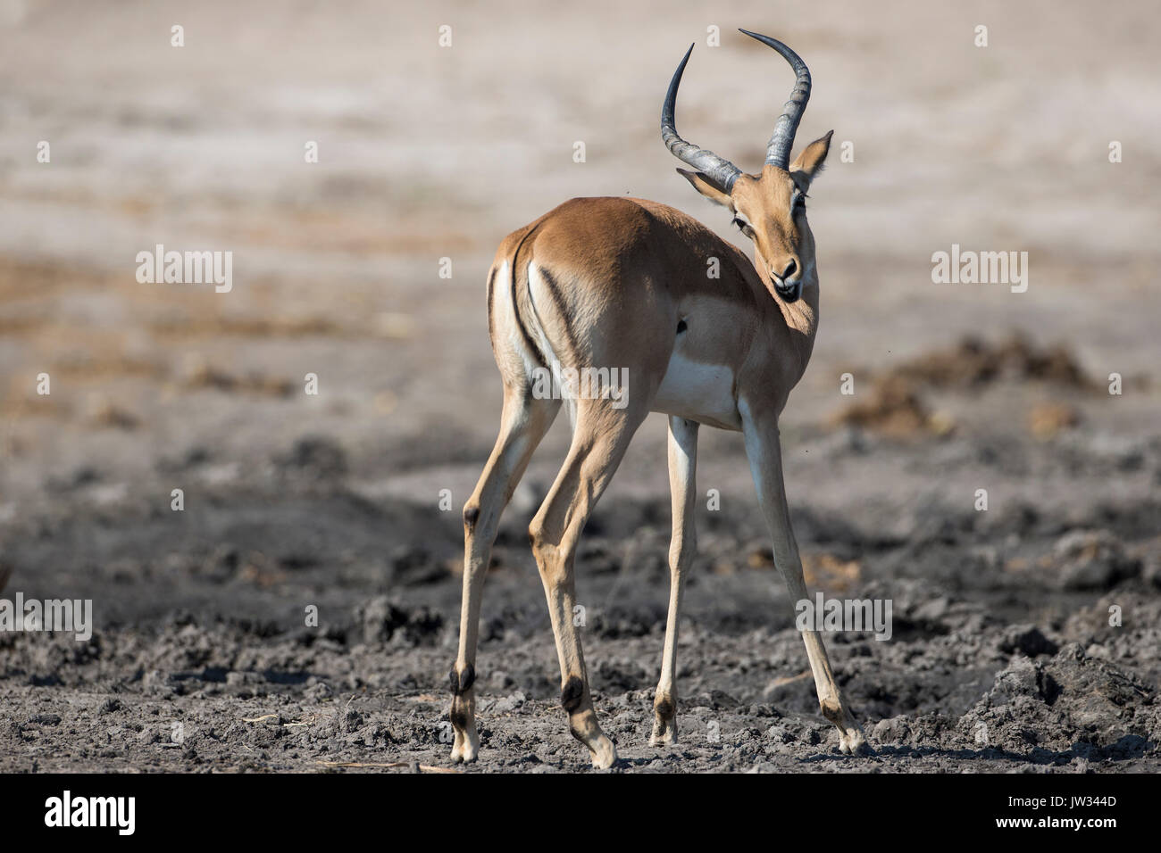 Nahaufnahme der Afrikanischen Impala Aepyceros melampus am Flussufer Stockfoto