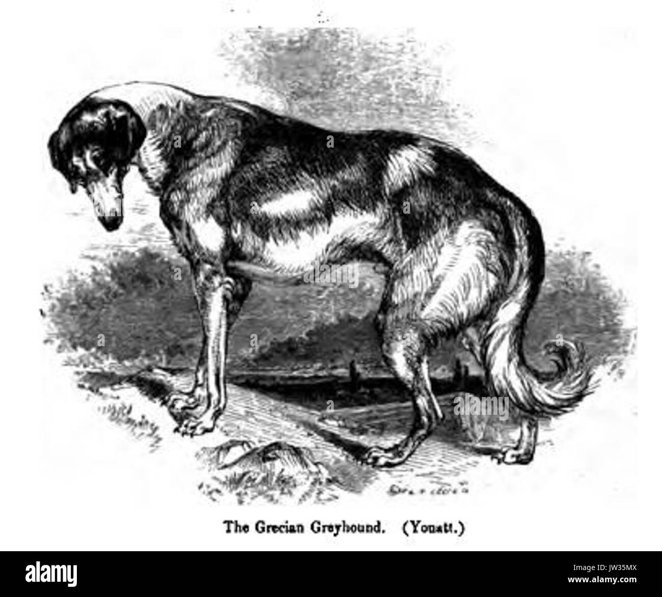 039 Grecian Greyhound Stockfoto