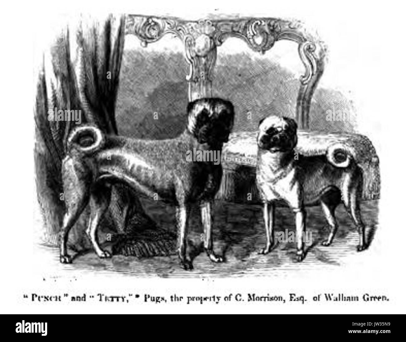 152 Möpse Stockfoto