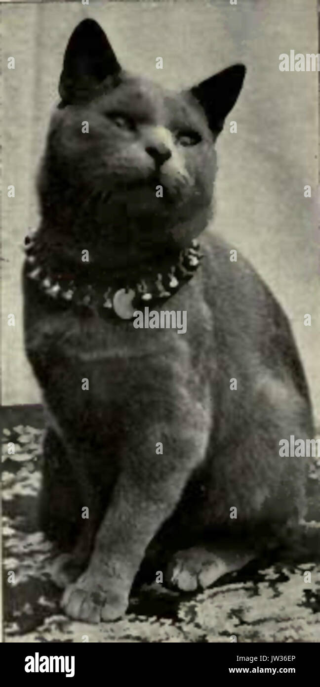 Blauen Kurzhaarkatze Englisch Art Stockfoto