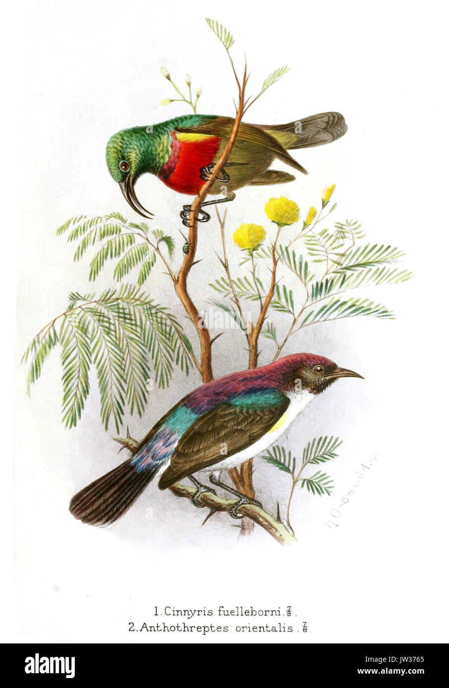 Cinnyris Anthothreptes Gronvold Stockfoto