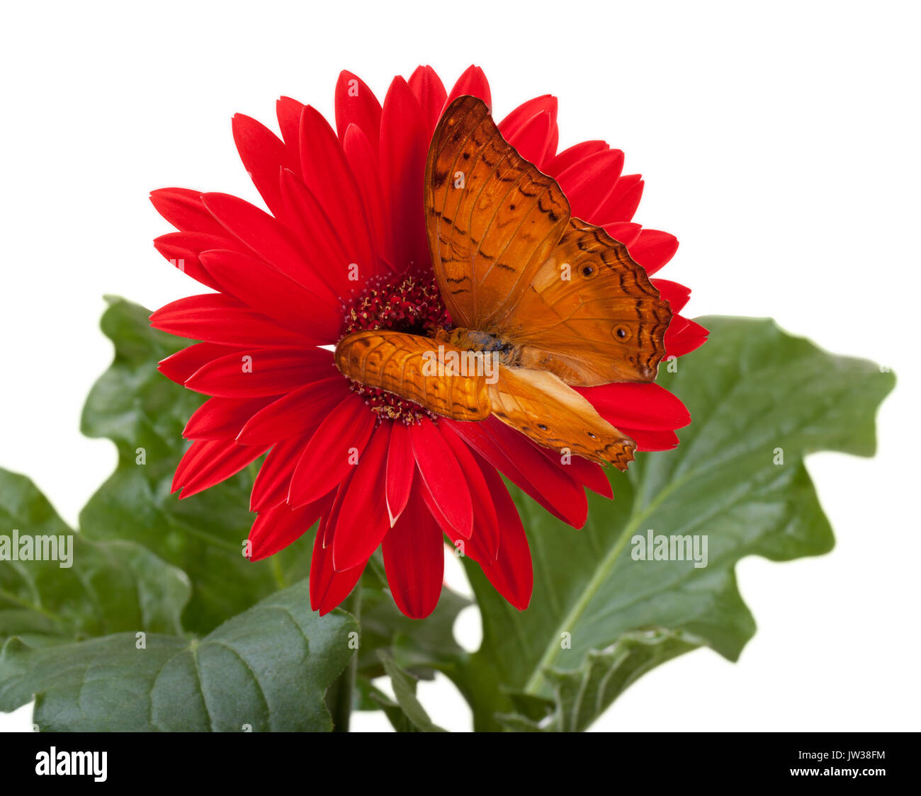 Cruiser Schmetterling (Vindula Erota) an der roten Gerbera Daisy Stockfoto