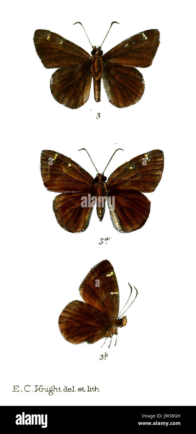 HantanusInfernus 756 3 Stockfoto