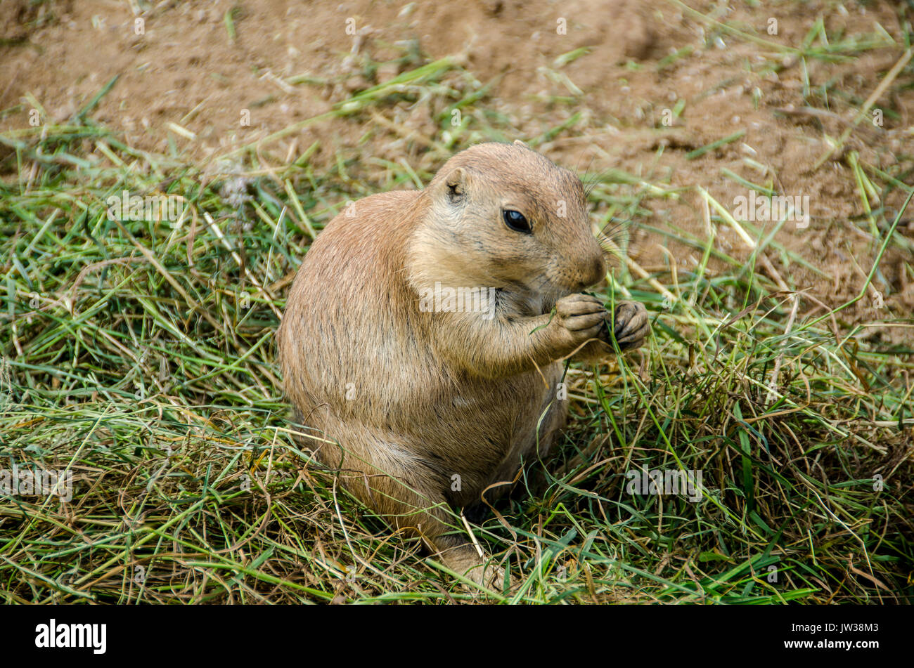 Prairie dog im Gras Stockfoto