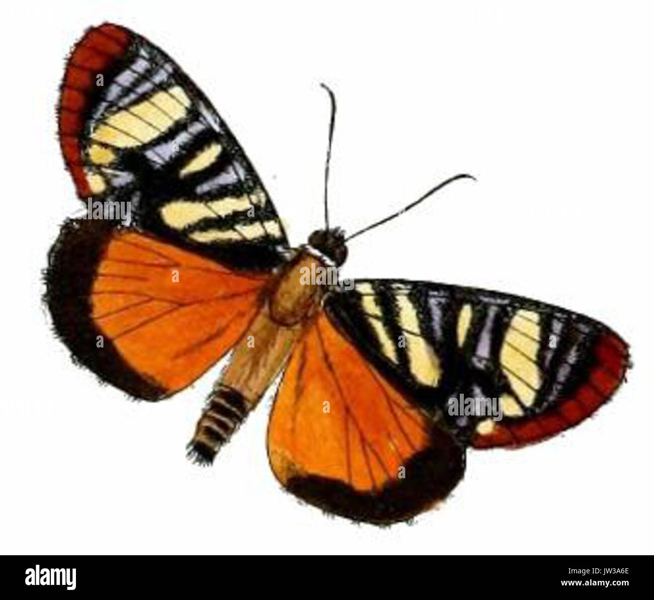 Polacanthopoda Tigrina Stockfoto