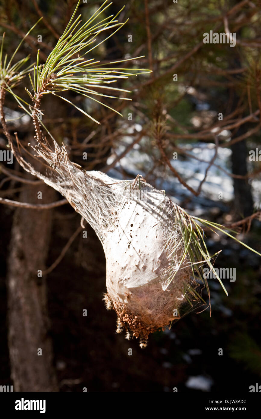 Nest einer Kiefer processionary Moth mit Raupen auf einem mit Pinien Zweig Stockfoto