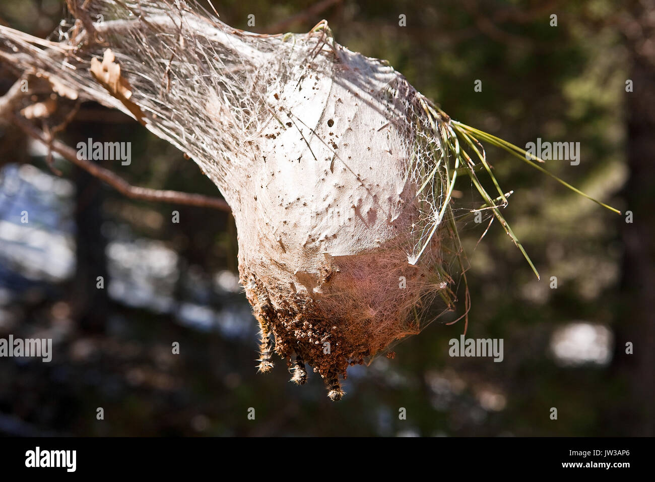 Nest einer Kiefer processionary Moth mit Raupen auf einem mit Pinien Zweig Stockfoto