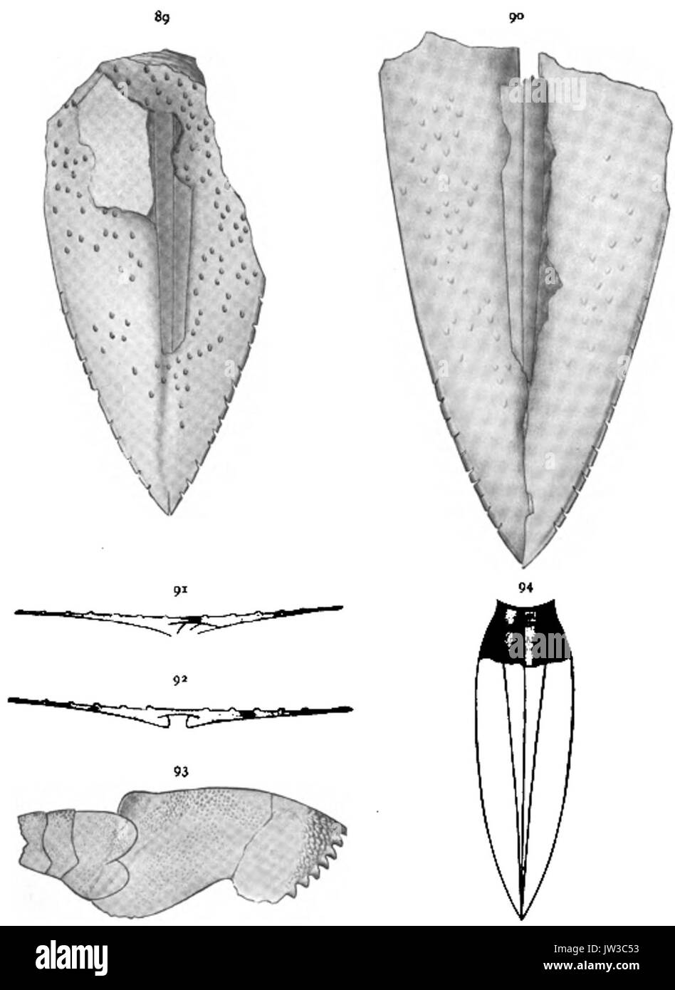 Der eurypterida von New York Abbildung 89 94 Stockfoto