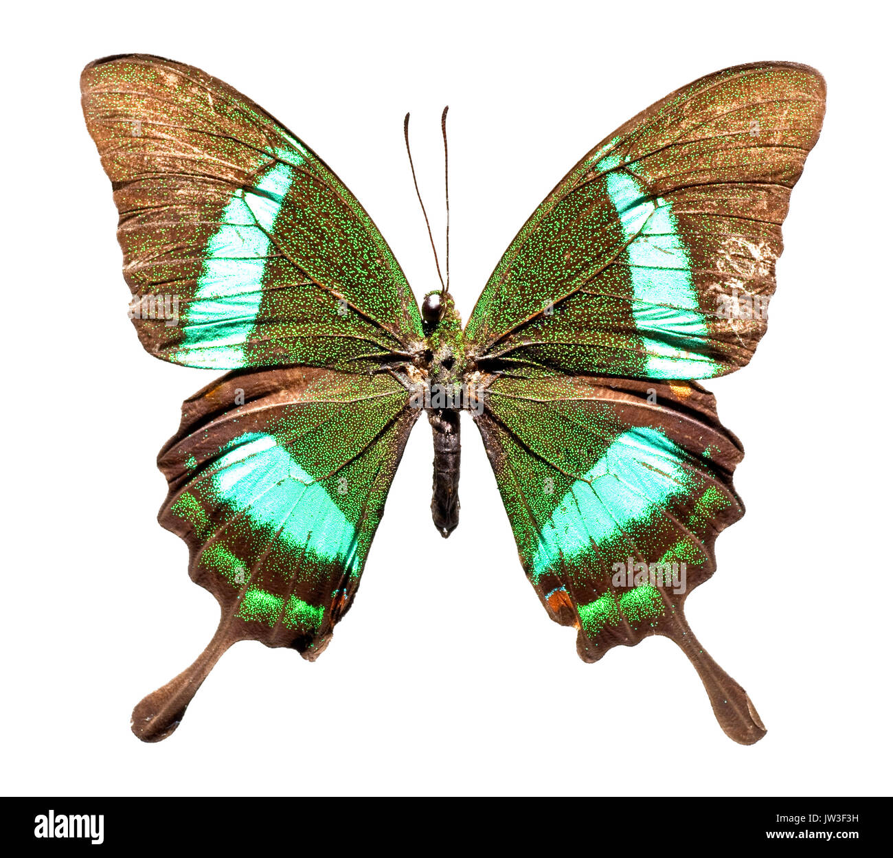 Smaragd Schwalbenschwanz Schmetterling (Papilio Palinurus) Stockfoto