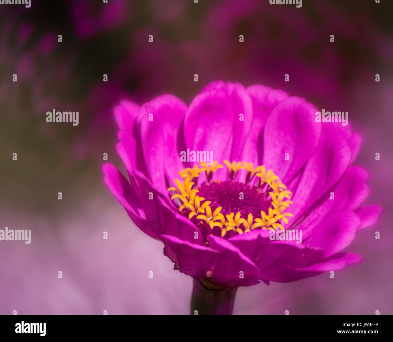 Rosa Gerbera Daisy mit gelbem Ring Stockfoto