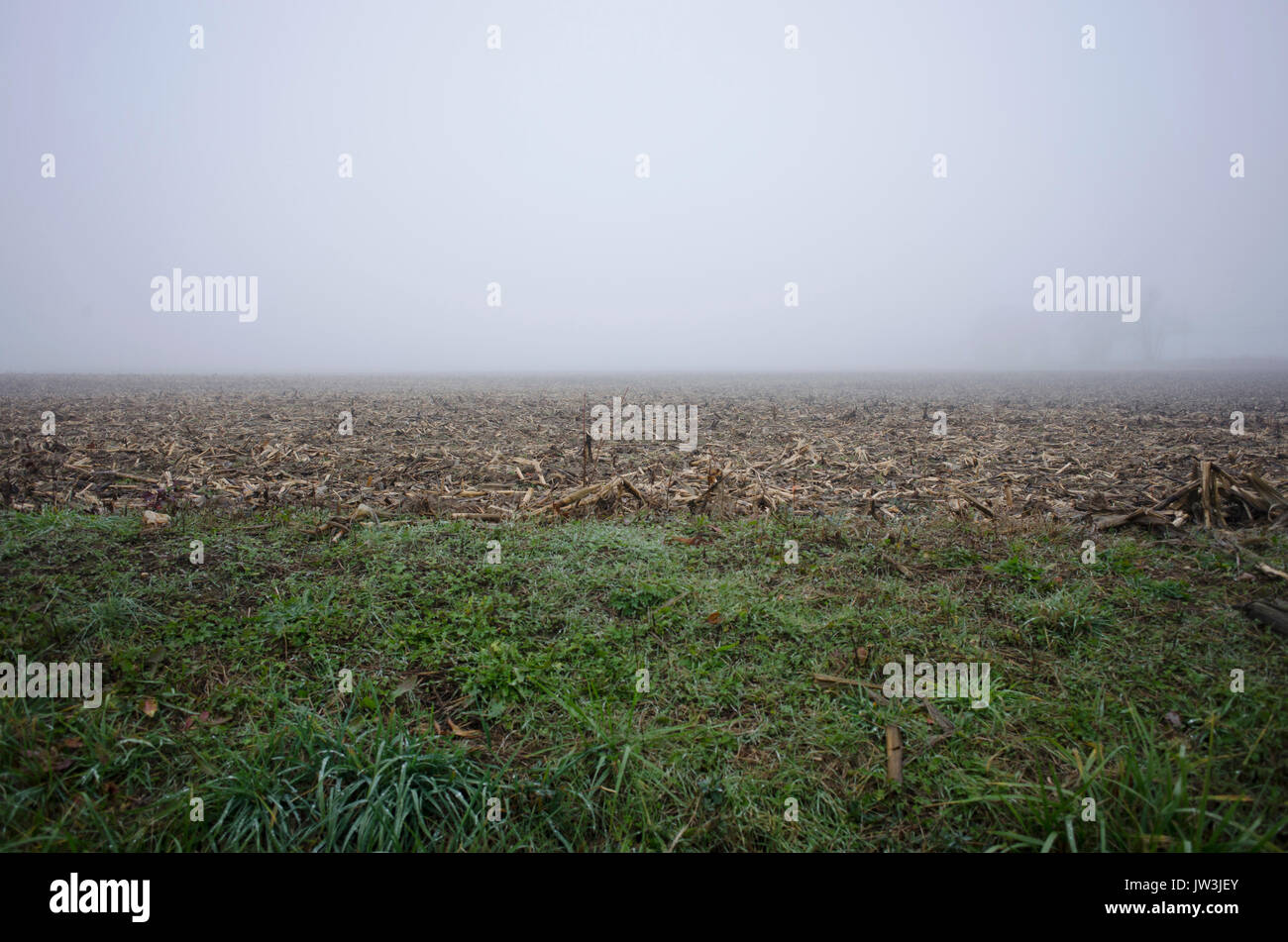 Nebelige Landschaft Stockfoto