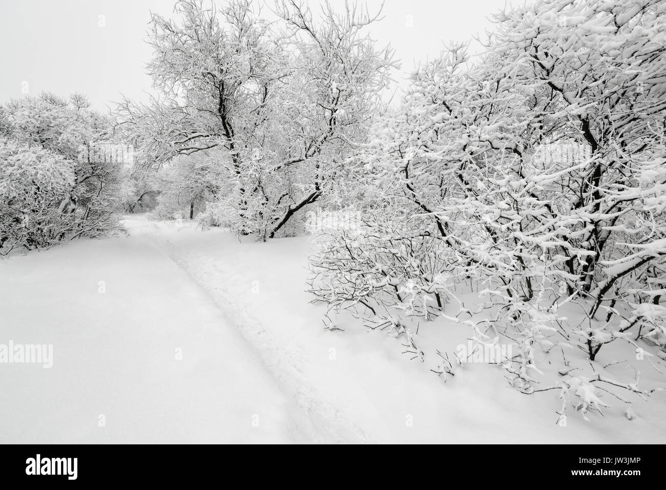 In der Ukraine, Dnepropetrovsk Dnepropetrowsk Region, Stadt, Schneebedeckte Bäume im Park Stockfoto