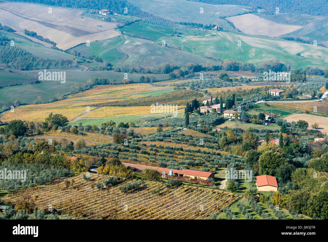 Italien, Toskana, Montepulciano, Landschaft mit Weinberg Felder, Reihen von Olivenbäumen, Gebäuden und Zypresse Gassen Stockfoto