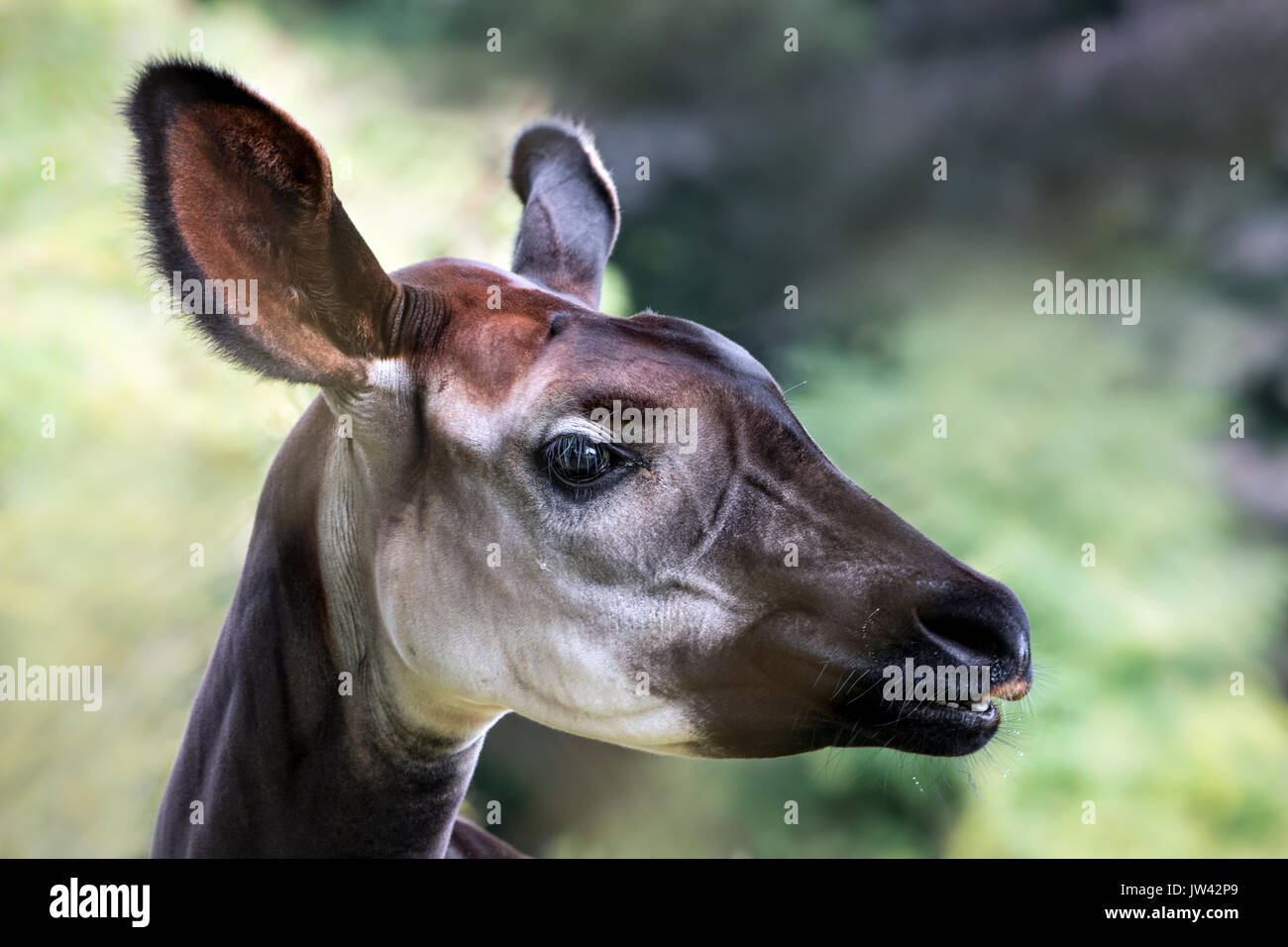 Okapi (Kopf) Stockfoto