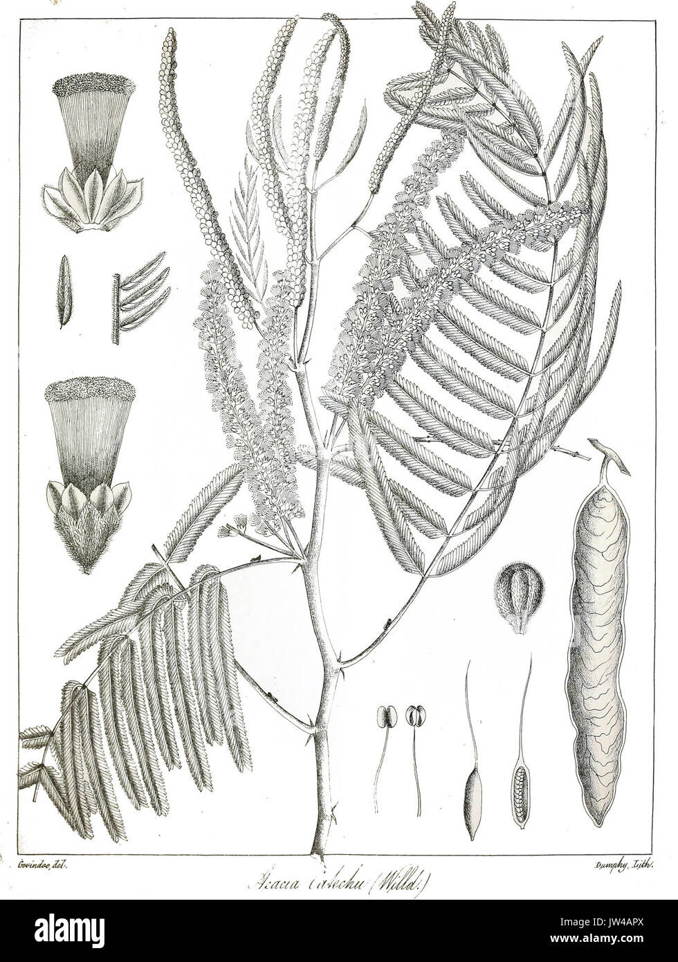 Acacia catechu Govindoo Stockfoto