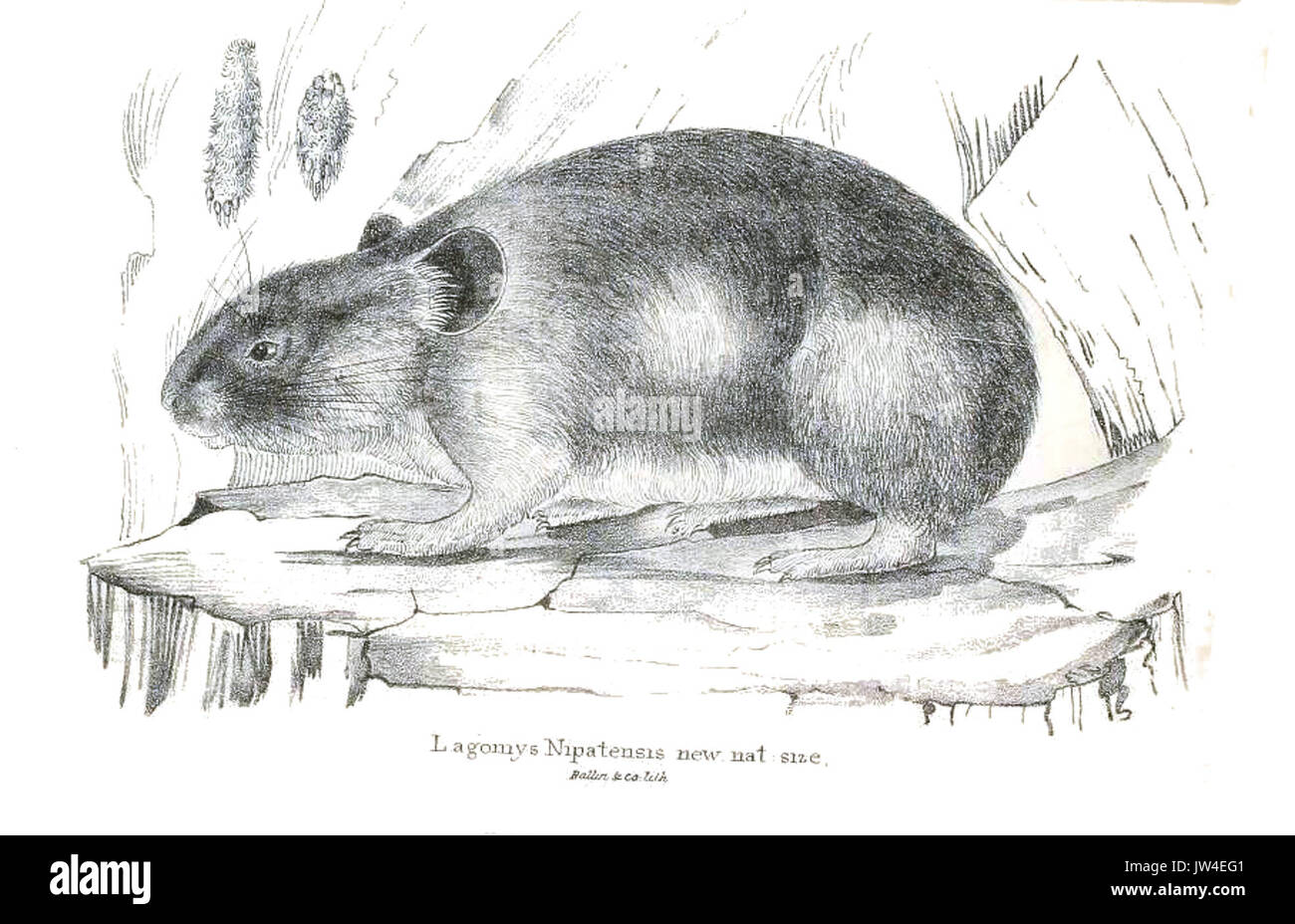 Lagomys nipalensis Stockfoto