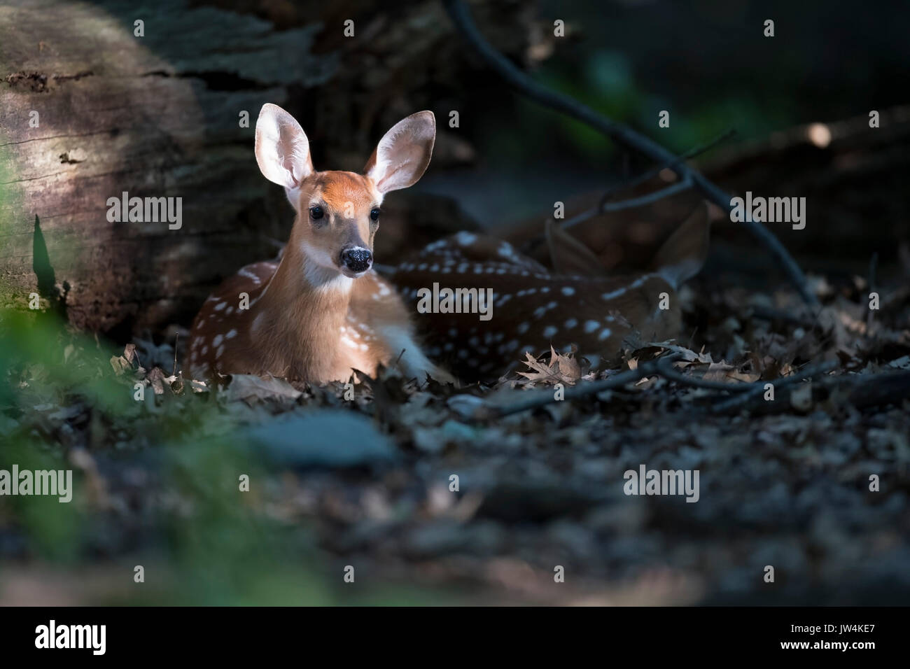 Zwillinge zusammen in den Wald gebettet. Stockfoto