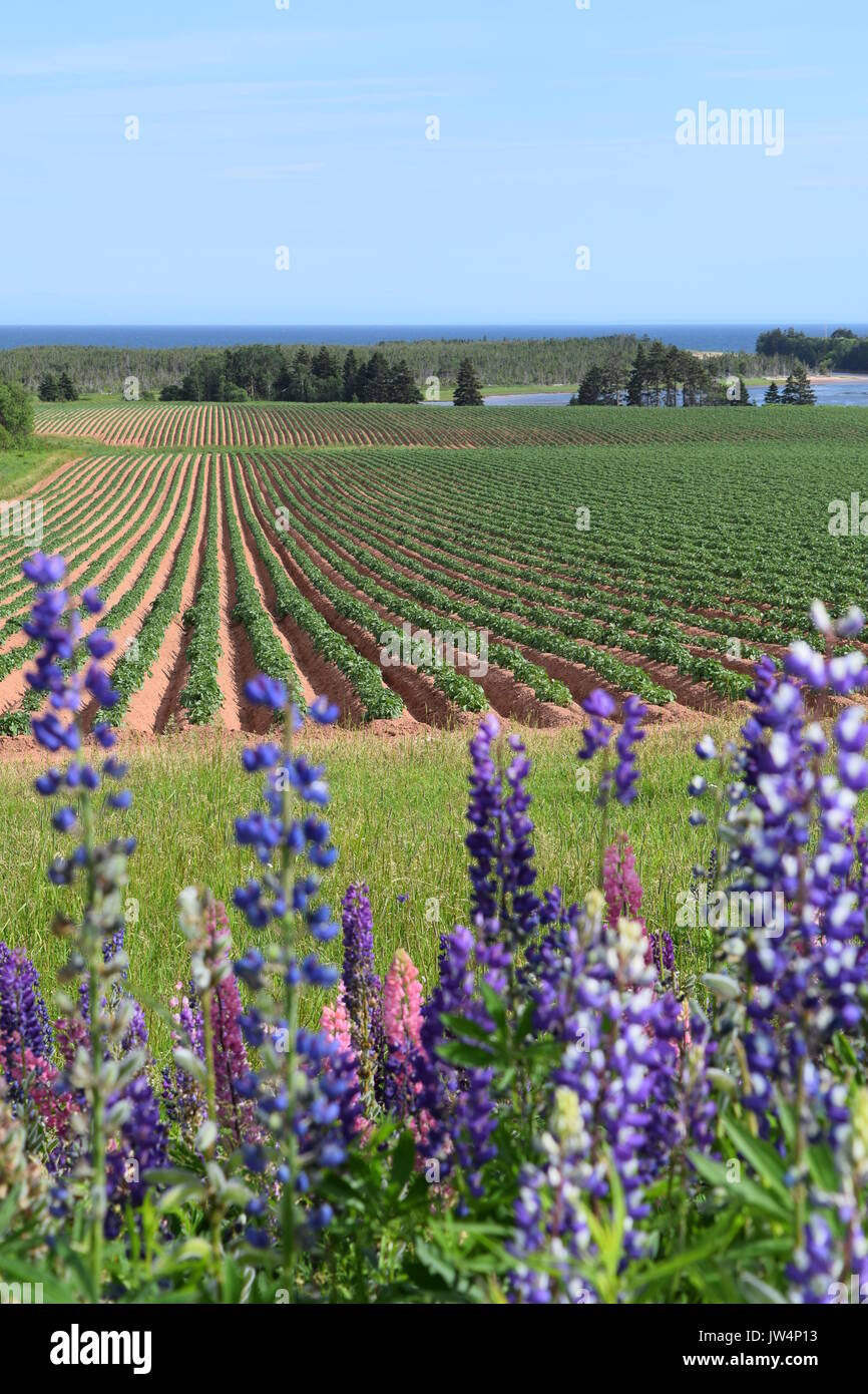Wilde Lupinen im kartoffelacker in Kanada im Sommer Stockfoto