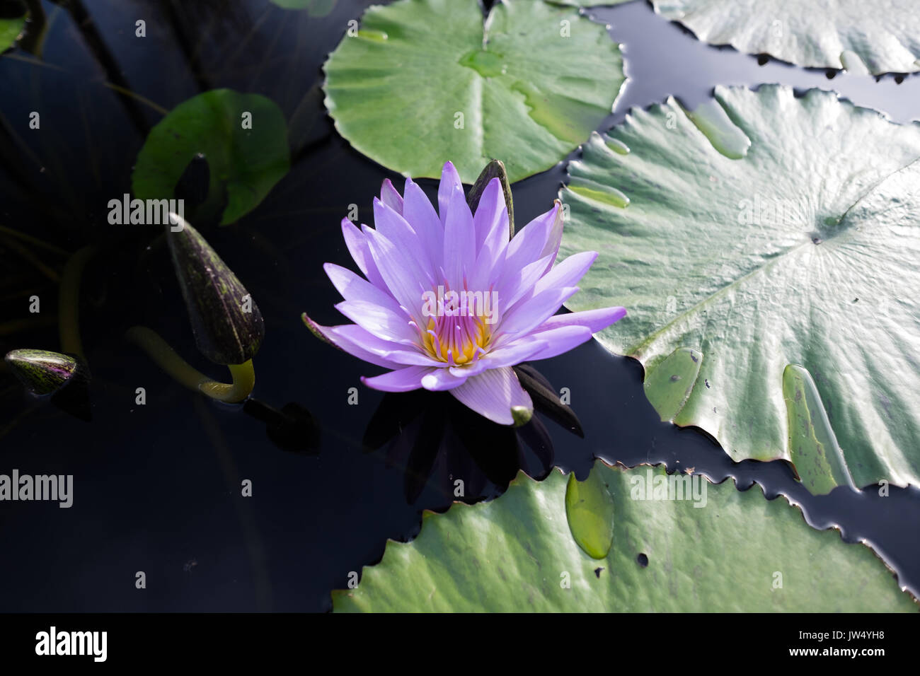 Lila Lotusblume auf Wasser mit Seerosen Stockfoto