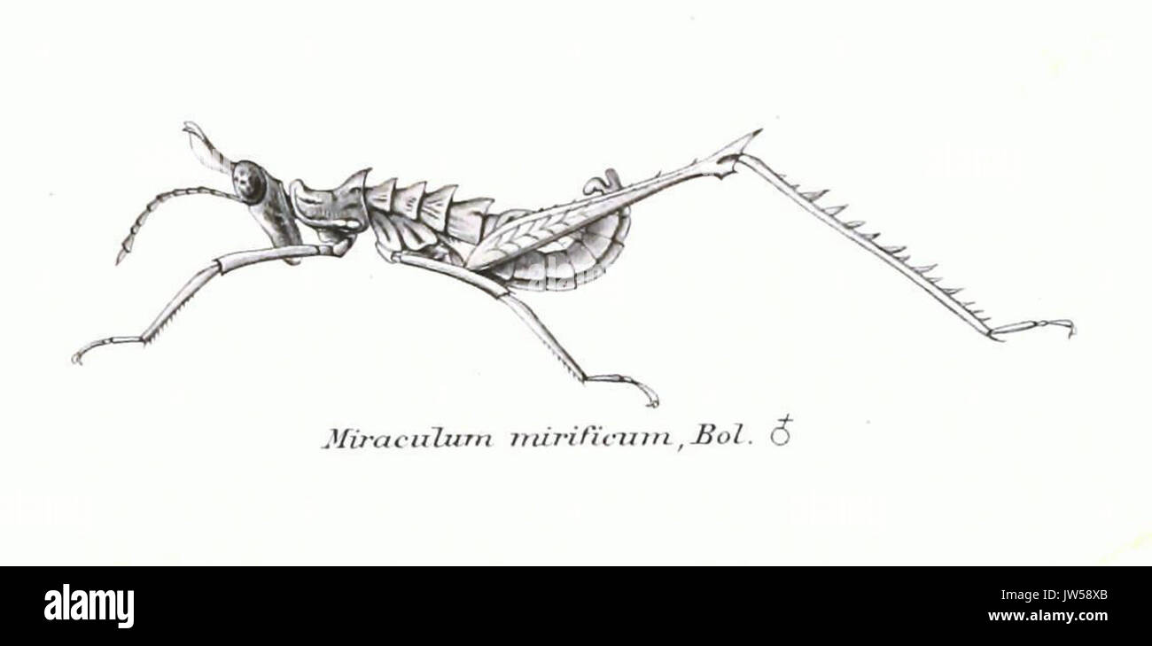 Genera Insectorum Miraculum mirificum Stockfoto