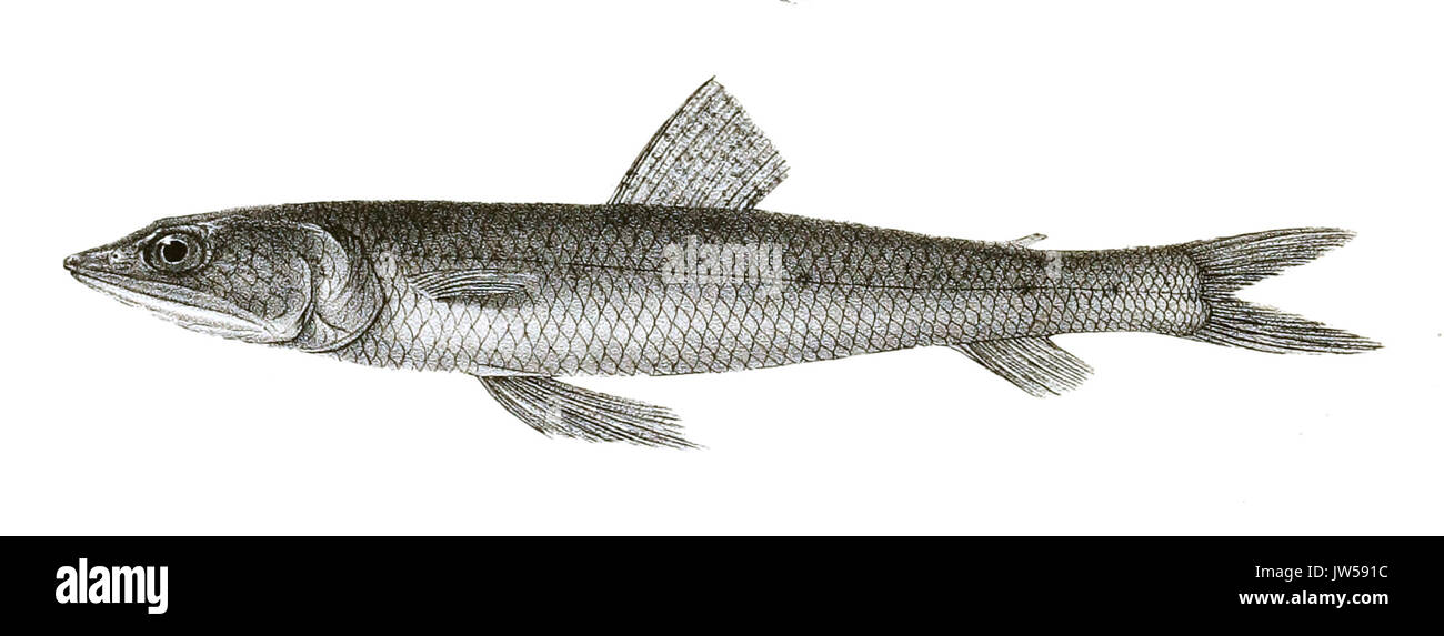 Saurus indicus Tag 117 Stockfoto