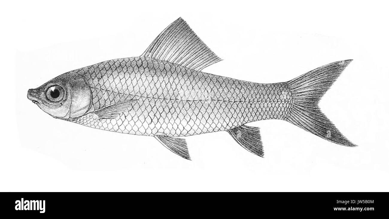 Labeo caeruleus Mintern 129 Stockfoto