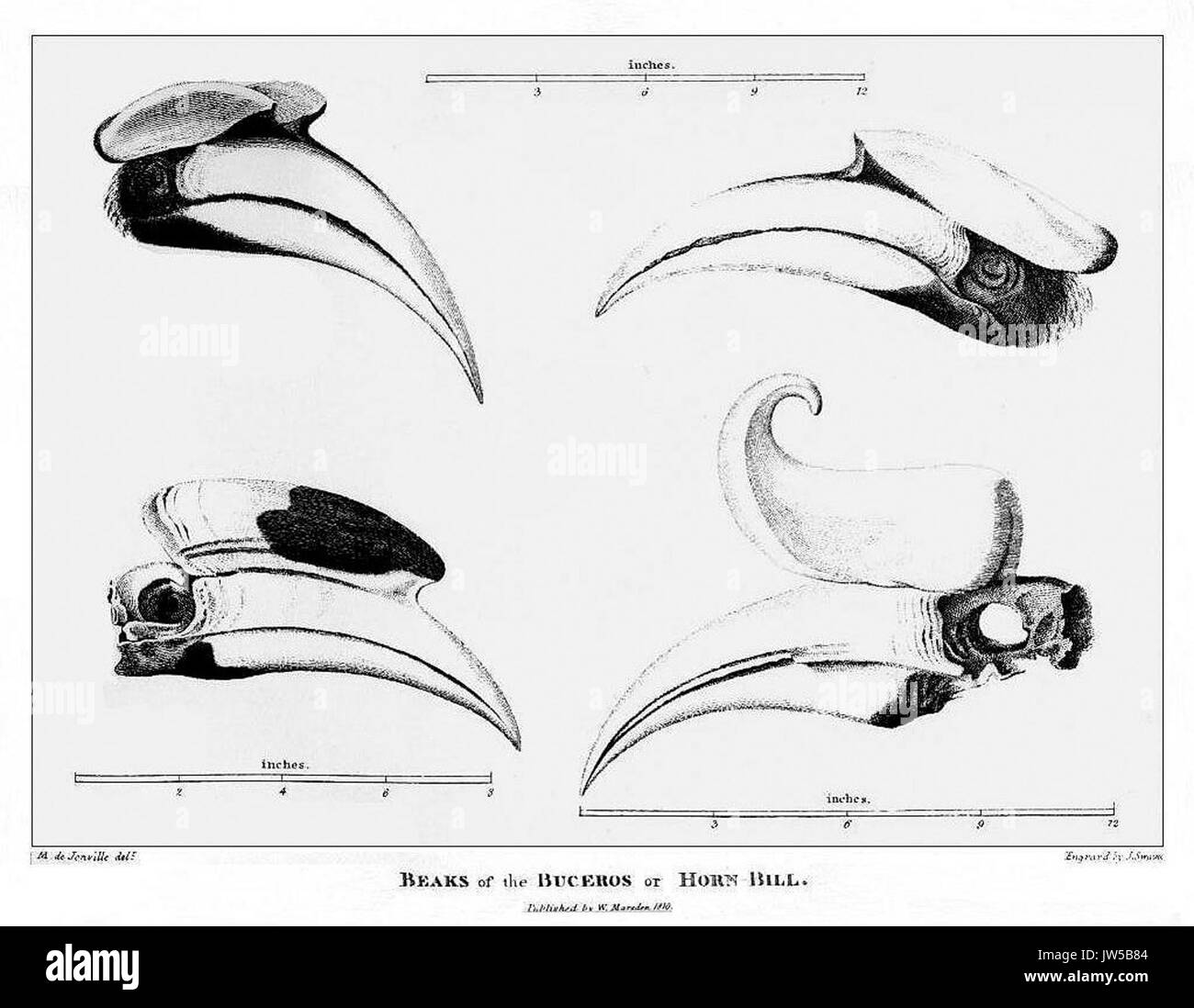 Marsden Pl XXI Schnäbel der Buckeros Stockfoto