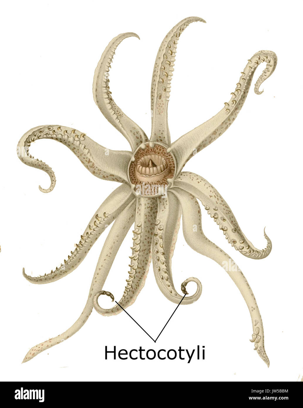 Abraliopsis morisi hectocotylus Englisch Stockfoto