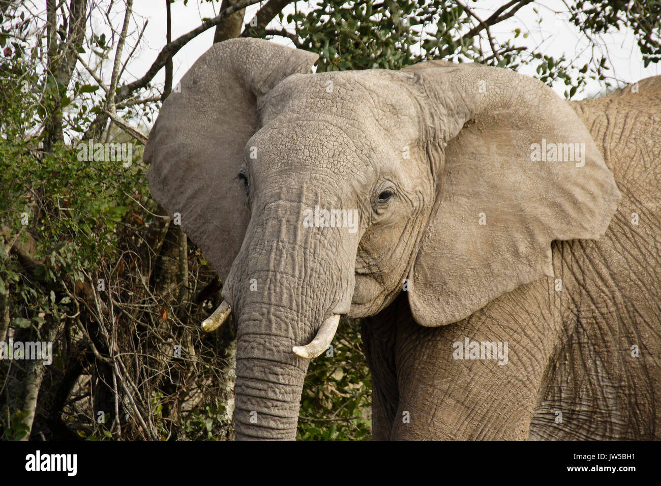 Afrikanischer Elefant, Ol Pejeta Conservancy, Kenia Stockfoto
